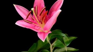 Футаж распускающийся цветок лилия 4