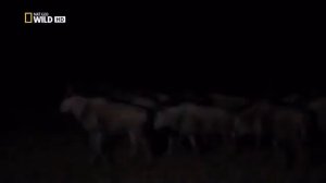 Пятнистая гиена Самые опасные в Африка