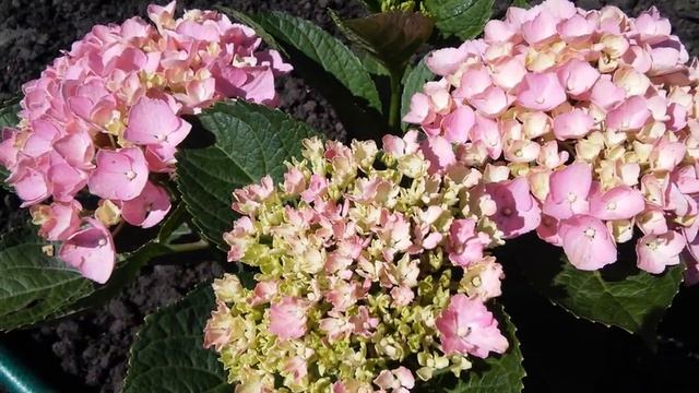 Hydrangea macrophylla Magical Opal 'Xian' 2014г. смотреть онлайн