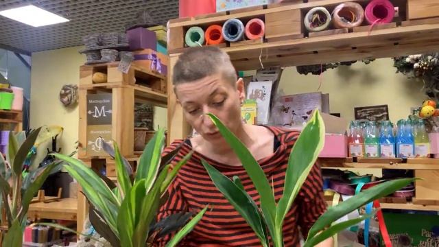 Кордилина: 4 вида тропиканки и правила ухода в домашних условиях