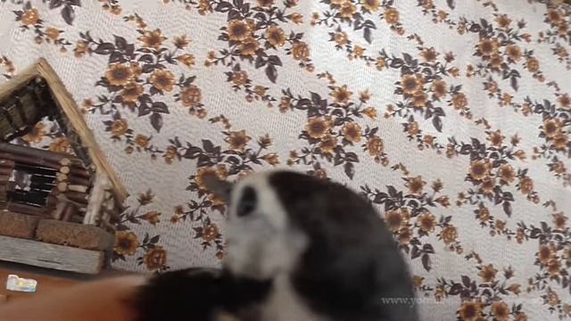 Трясогузка залетела на веранду смотреть онлайн