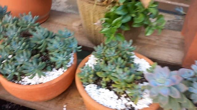 Graptopetalum Supreme смотреть онлайн