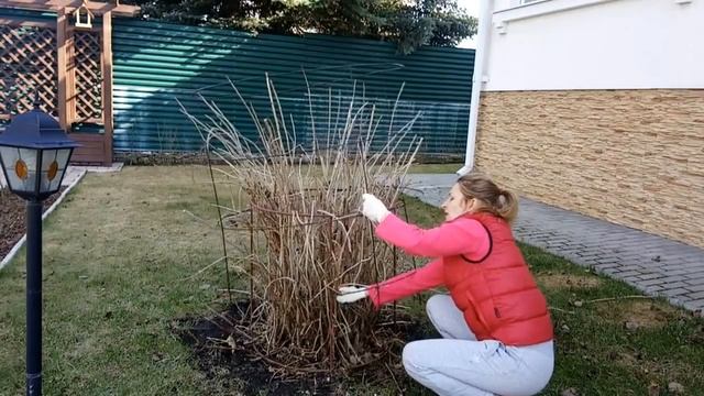 УХОД ЗА ГОРТЕНЗИЕЙ ВЕСНОЙ. ОБРЕЗКА, ПОДКОРМКА. смотреть онлайн