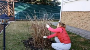 УХОД ЗА ГОРТЕНЗИЕЙ ВЕСНОЙ. ОБРЕЗКА, ПОДКОРМКА.