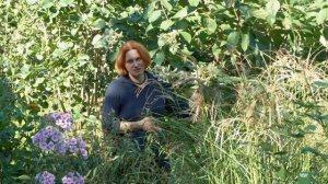 Гортензия в тени. Виды гортензии, сорта и уход. Тенистый сад