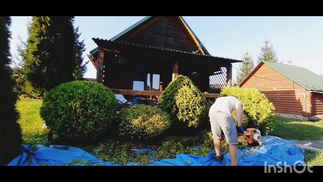 Стрижка туї Голден Глоб / Thuja occidentalis Golden Globe. А також Кипарисовик Лавсона Алюміголд смотреть онлайн