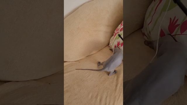 Сфинкс и его будни. Игры вдвоём. #сфинкс #sphynx смотреть онлайн
