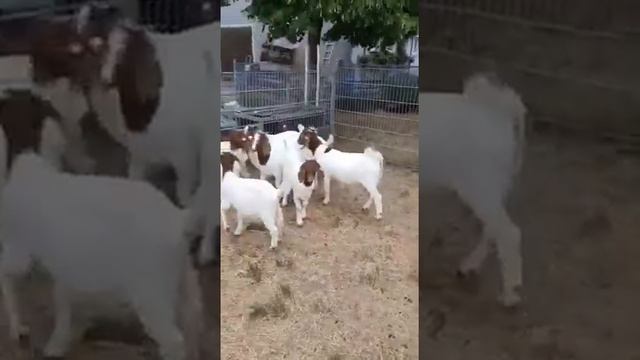 Бурская козочка, селекция Австрия 🇦🇹, принимаем заявки:89234529064 смотреть онлайн