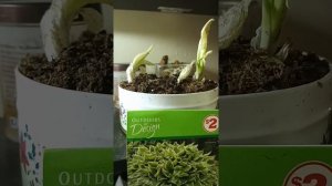 Growing a Hosta Albomarginata indoors