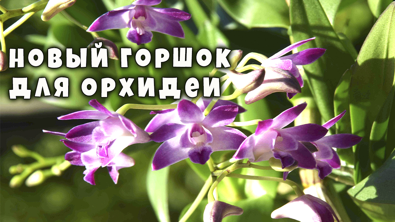 Как пересадить орхидею. Креативные идеи. Мозаика из стекла? смотреть онлайн