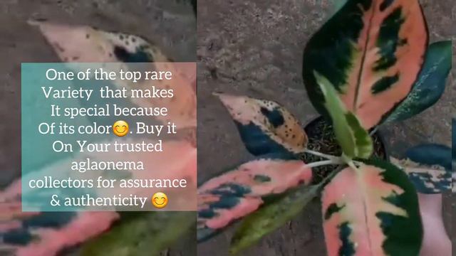 Kitty Cochin Aglaonema  Varities ( ORANGE KITTY Cochin WHITE KITTY Cochin, RED KITTY Cochin)