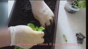 КОГДА И КАК ПИКИРОВАТЬ ПЕТУНИЮ.ПИКИРОВКА ПЕТУНИИ АМПЕЛЬНОЙ ИЗ ТОРФЯНЫХ ТАБЛЕТОК В ЯЩИК ДЛЯ РАССАДЫ