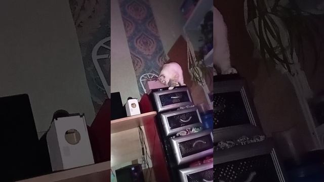 🐱🐱🐱🐱 смотреть онлайн