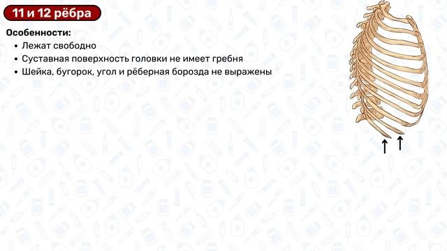 Рёбра и грудина: строение, суставы, латынь / Анатомия, остеология смотреть онлайн