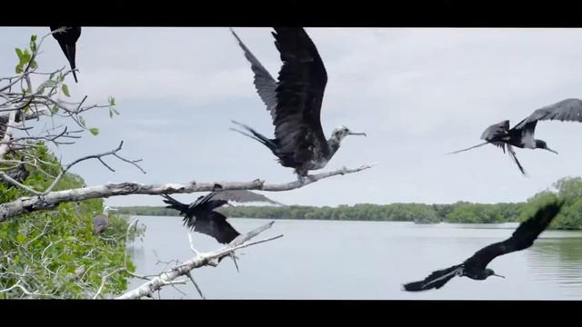 Faros de Esperanza: ANP Laguna de Términos смотреть онлайн