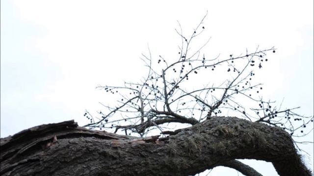 Cancion coral смотреть онлайн