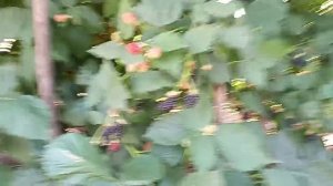 ЕЖЕВИКА сорт ЛОХТЕЙ супер ранняя ,созревание.