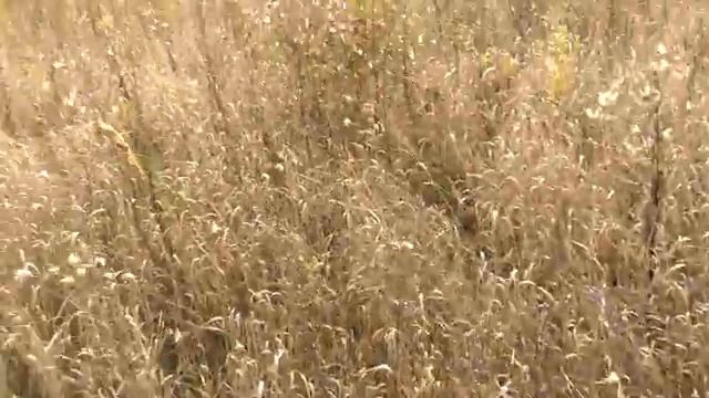 Деревня 1775 года. Старина как она есть в наше время?? смотреть онлайн