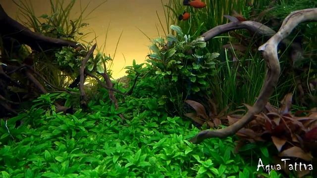 Обустройство аквариума с "медленной" скоростью развития растений смотреть онлайн