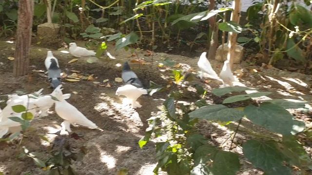 Киргизистон.Г.Ош.Карасуу.Сирожидин.Голуби смотреть онлайн