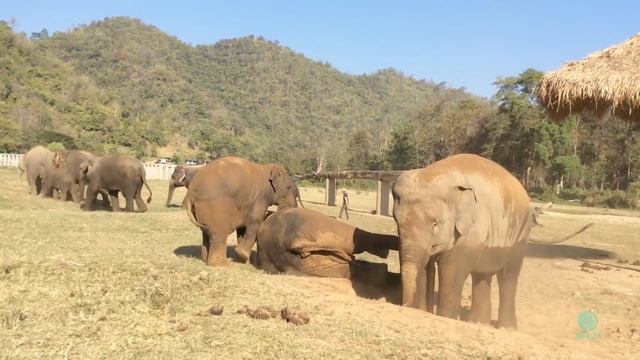Elephant Fart - ElephantNews смотреть онлайн