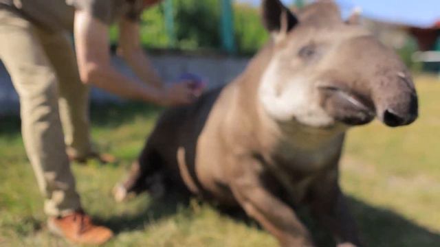 Как животные в зоопарке спасаются от летней жары смотреть онлайн