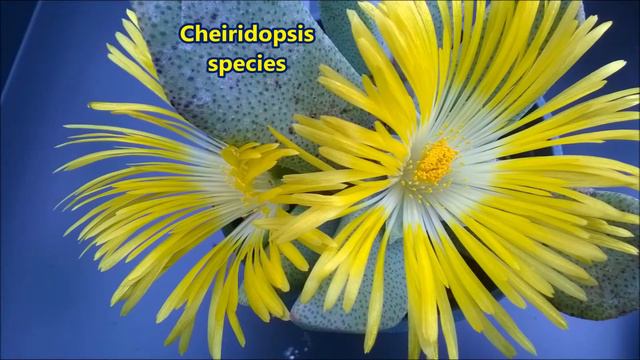 Succulents In Flower