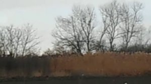 как кричит фазан....