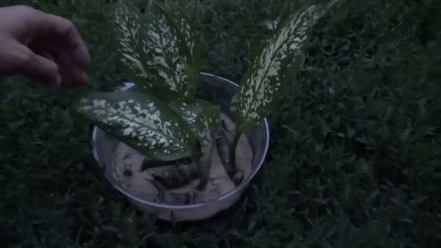 Как вырастить диффенбахию . Диффенбахия, черенкование, уход , выращивание. смотреть онлайн