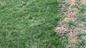 Запущенный участок, газон на целине, с чего начать разработку.