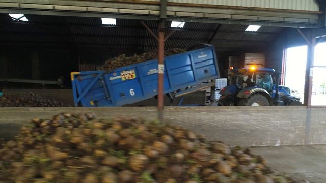 Dungait Turnip Harvest