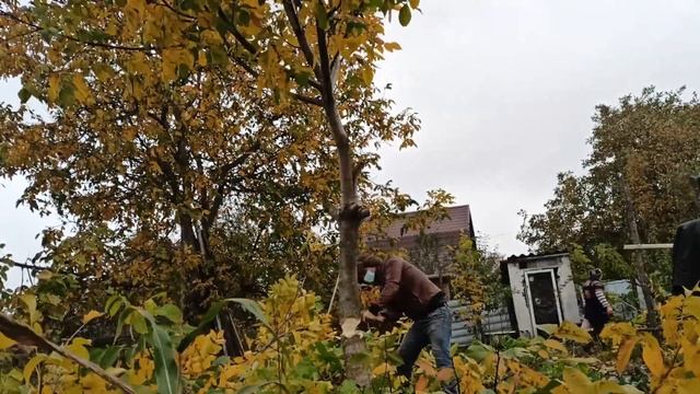 Грецкий орех 