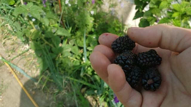 Ежевика Коламбия Санрайз самый ранний сорт на моем участке. смотреть онлайн