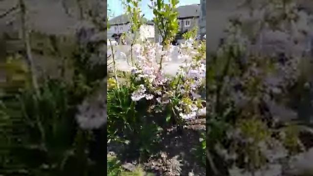 Prunus incisa oshidori, flowering, ornamental cherry, okrasna ceresna. смотреть онлайн