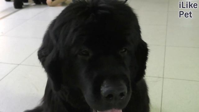 5 самых спокойных пород собак на ilikepet смотреть онлайн