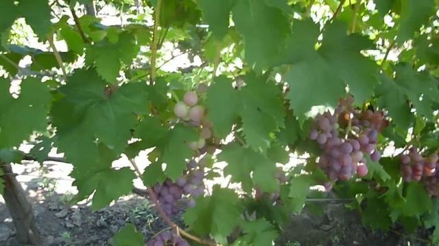 Сорт винограда Нинель. Мой сайт www.donloza.ru смотреть онлайн