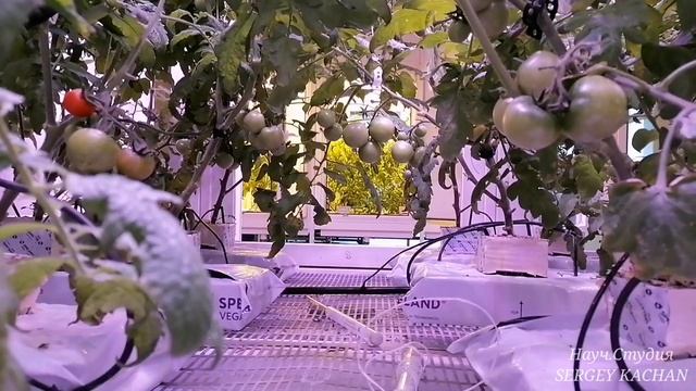 Выращивание Томатов под спектральными лампами смотреть онлайн