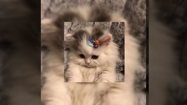 Маша и Медведи - Любочка (speed up) смотреть онлайн