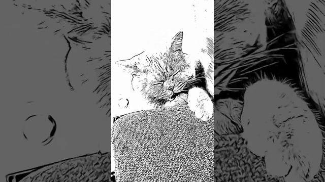 Как коты видят мир смотреть онлайн