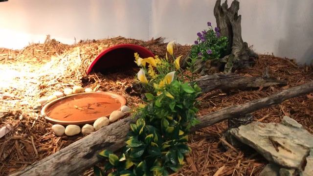 Button’s first steps into his new home! смотреть онлайн