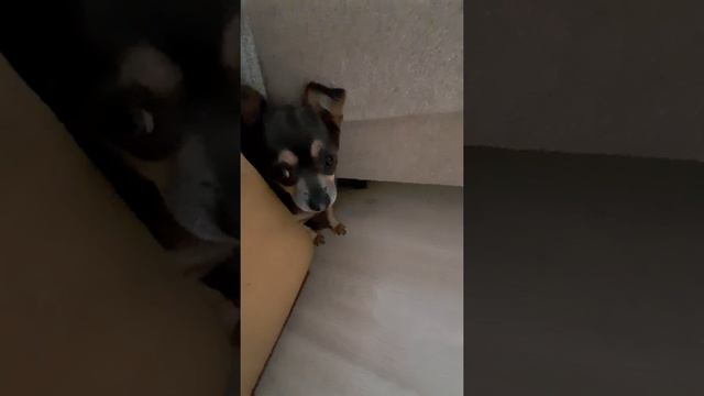 Психованный пёс смотреть онлайн