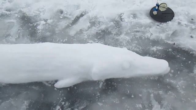 щука в харькове. смотреть онлайн