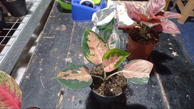 Sale Dan Sharing Aglaonema Saiful Nursery смотреть онлайн