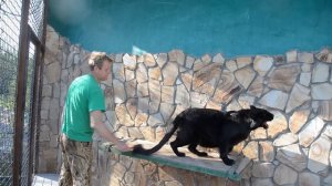 Леопард Багира ПОКАЗЫВАЕТ ХАРАКТЕР  !!! Крым .Тайган