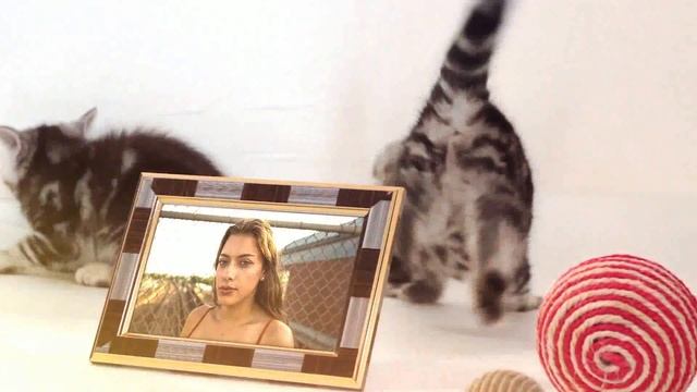 Котята смотреть онлайн