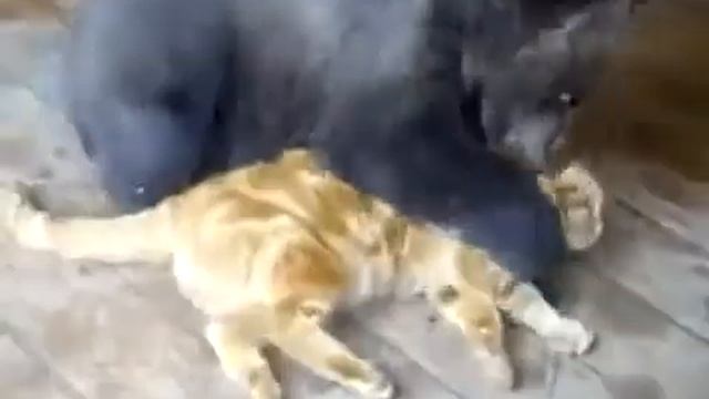 Кот против Медведя (cat vs bear) смотреть онлайн