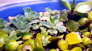 Эйхорния и пистия - как сохранить зимой