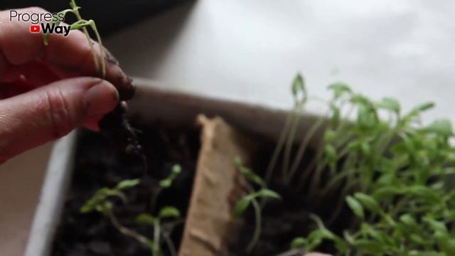 Щепотку в стаканчик с рассадой и она будет крепкая и толстенькая! смотреть онлайн