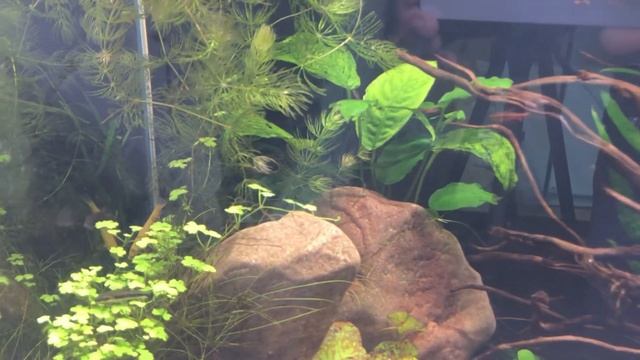 Запуск Микрогеофагус Рамерези / Апистограмма Рамирези #Акваберег #Калининград смотреть онлайн