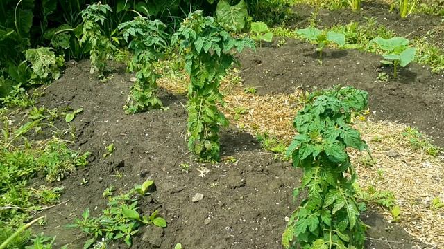 Сорт томата "Чудо на окошке". Что выросло в открытом грунте. Собираем урожай! смотреть онлайн